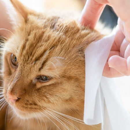 Cleaning a cat's ears