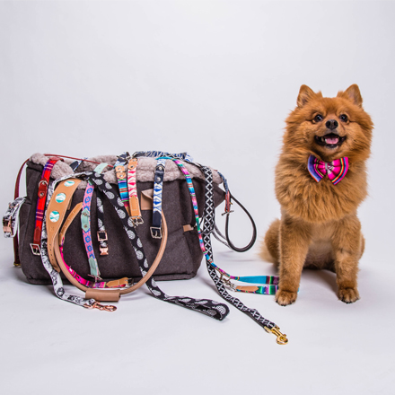 dog with accessories bag