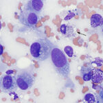 Pet Diagnostic Testing