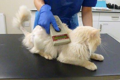 Cat being read for microchip