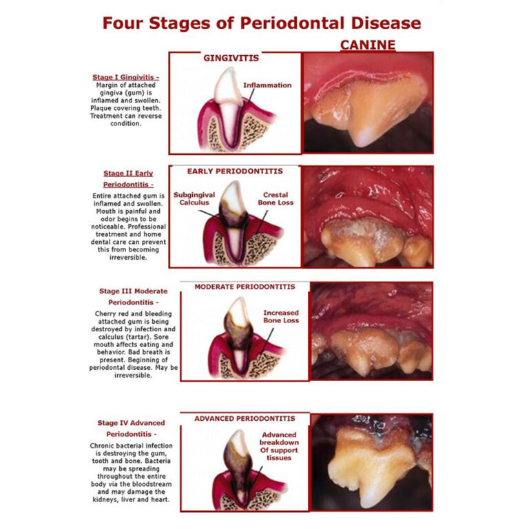 Veterinary Dental Services