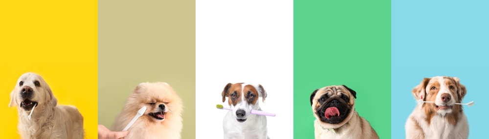 Veterinary dental services